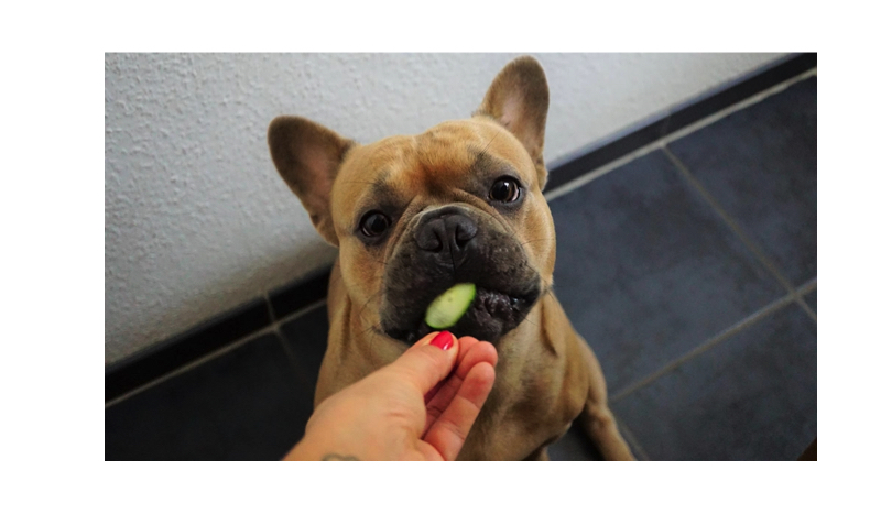 3 Ways to Fulfill the Nutrition Needs of Your Dog