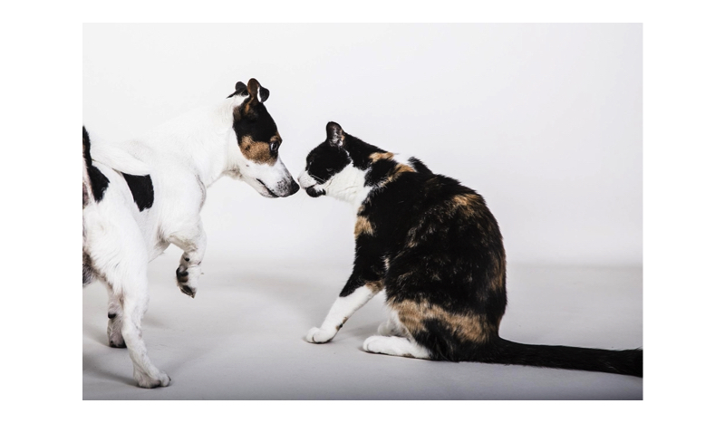 4 Major Differences Between Cats and Dogs